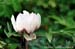 Rockii Peony: XIONG MAO